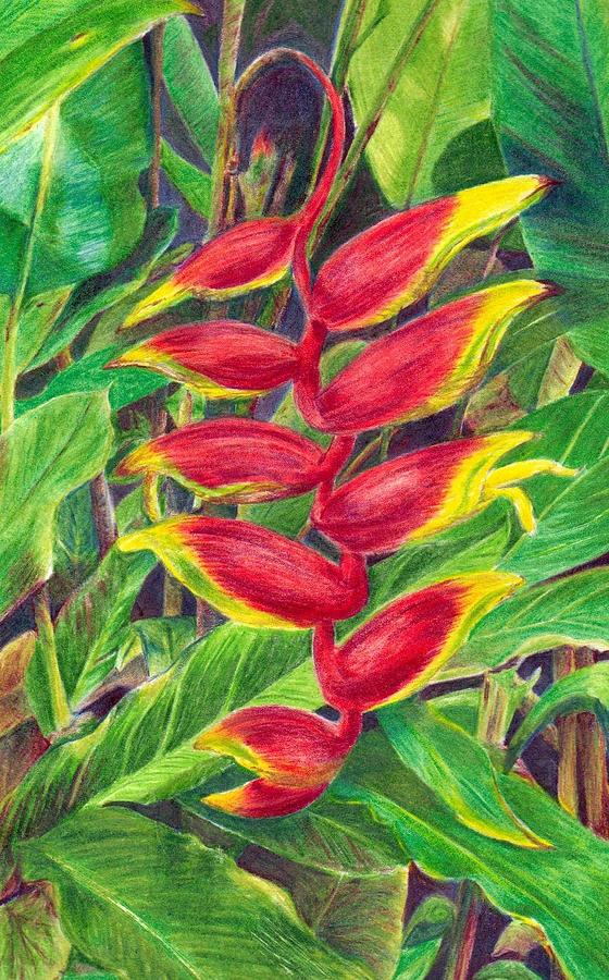 Flowers Still Life Drawing - Rarotongan Heliconia by Barbara Ebeling