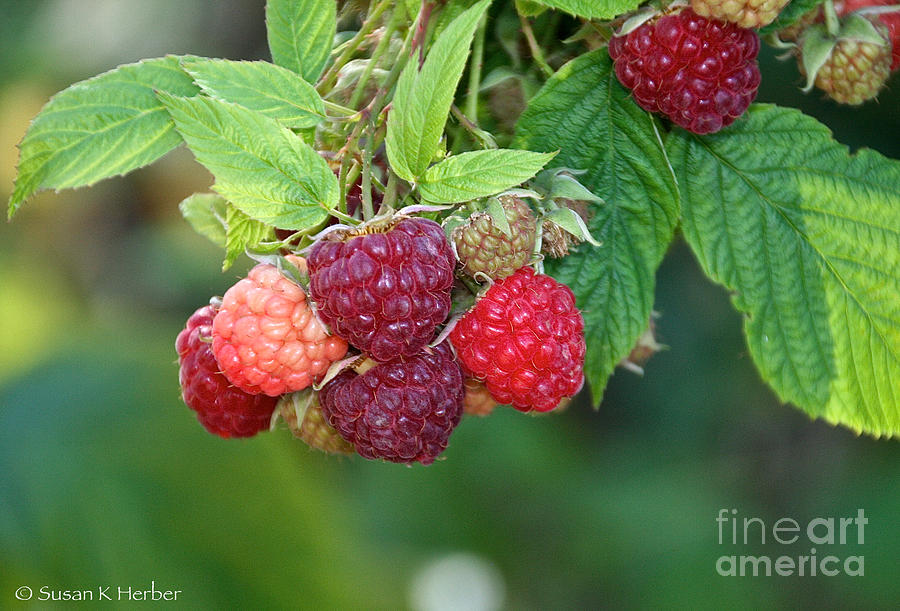 Rasberries Photograph by Susan Herber