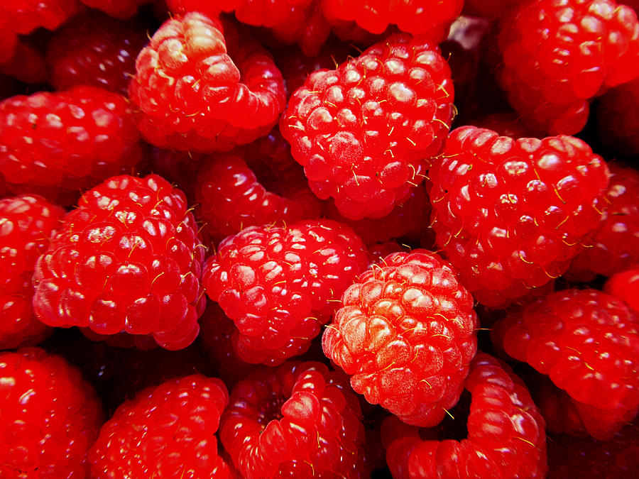Raspberries 3 Photograph by Laurie Tsemak
