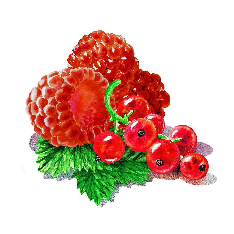 Summer Painting - Raspberries And Redcurrant by Irina Sztukowski