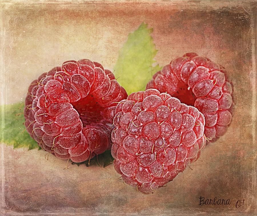 Raspberry Photograph - Raspberries  by Barbara Orenya