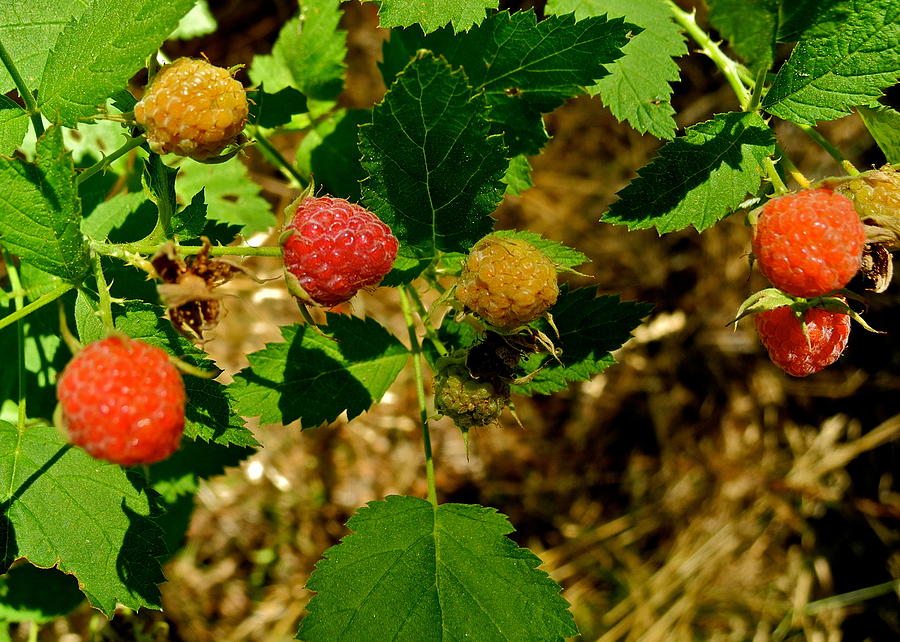 Raspberries in Stages of Ripening Photograph by Kirsten Giving