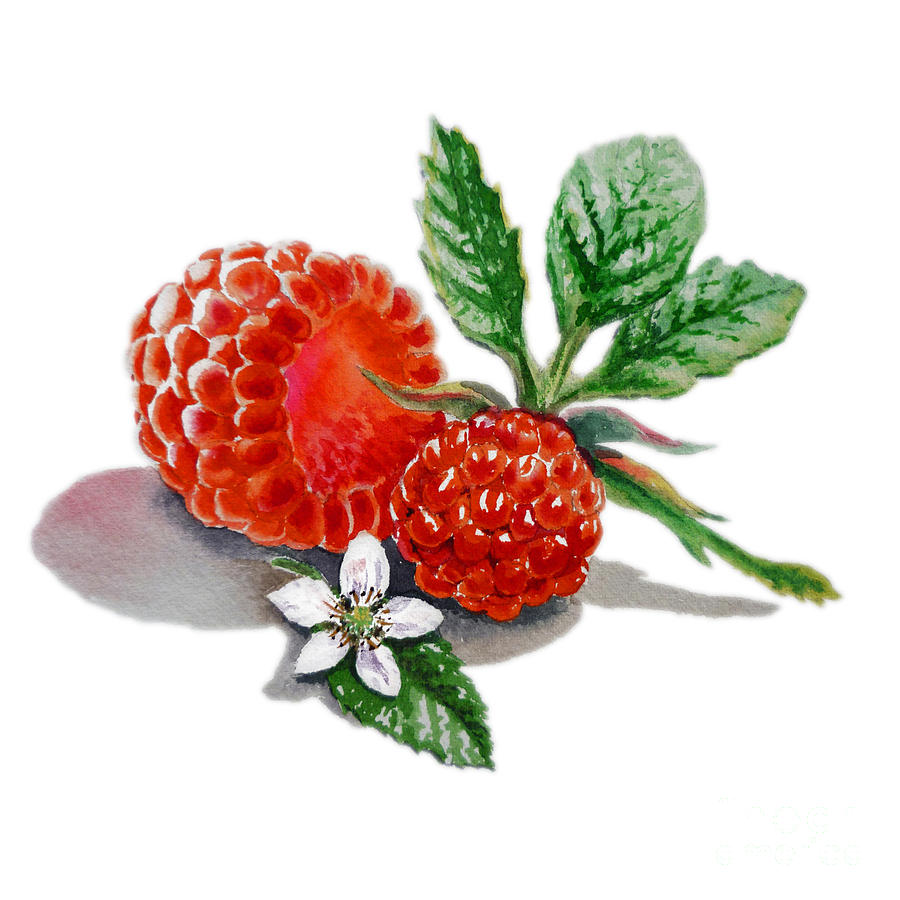 Raspberry Painting - Raspberries  by Irina Sztukowski
