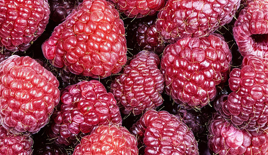 Raspberries Photograph by John Crothers