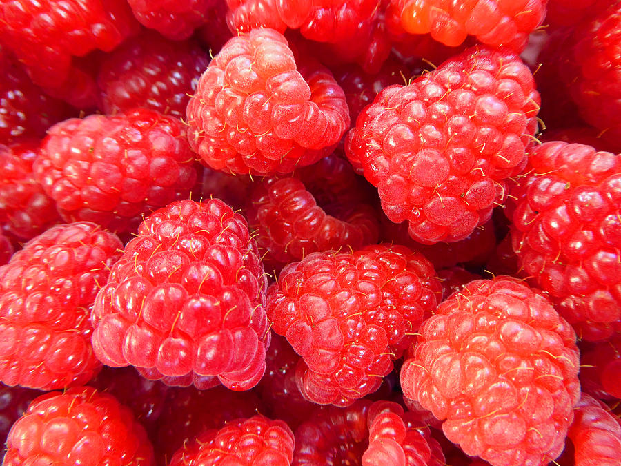 Raspberries Photograph by Laurie Tsemak