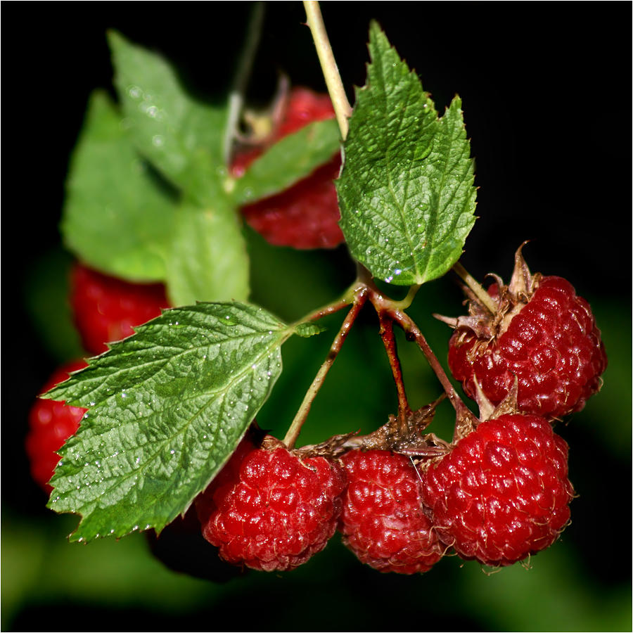 Raspberries Photograph by Nikolyn McDonald