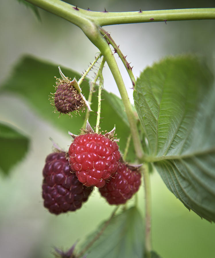 Raspberry Photograph - Raspberries by Her Arts Desire