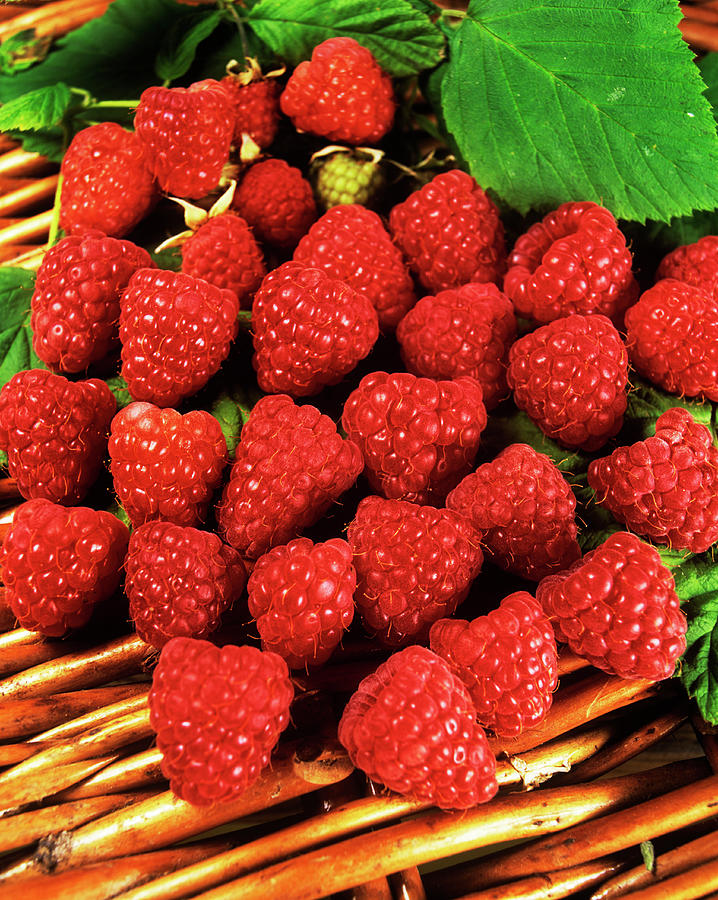Raspberry Photograph - Raspberries by Ray Lacey/science Photo Library