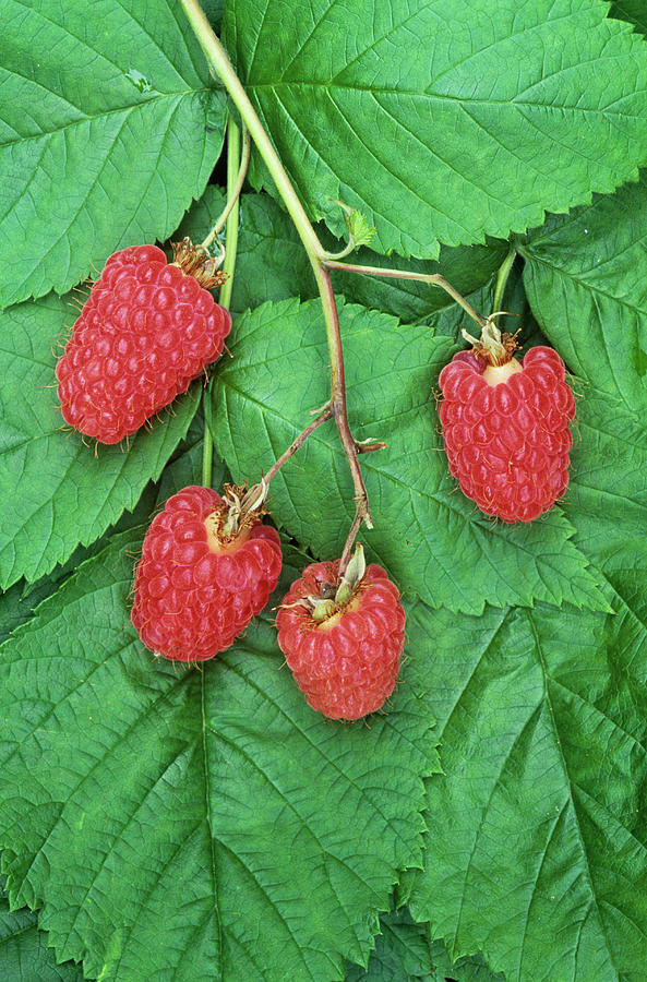 Summer Photograph - Raspberries (rubus Idaeus) by Alan Punton Esq/science Photo Library