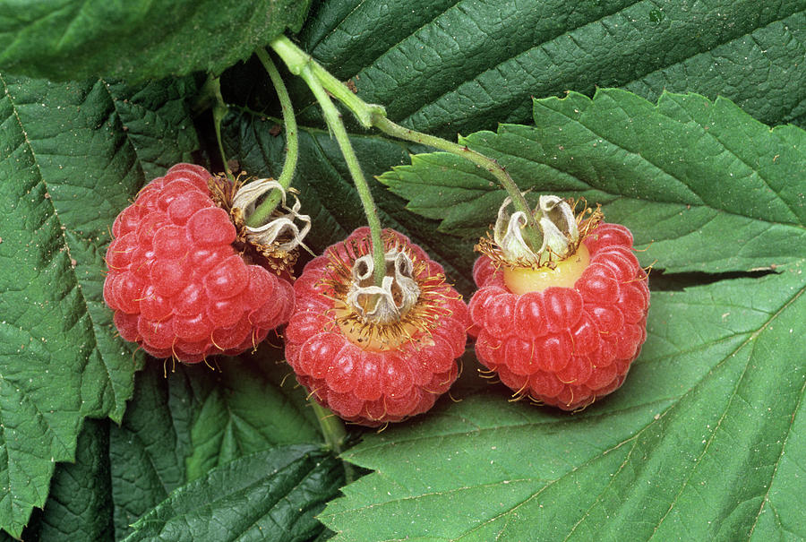 Summer Photograph - Raspberries (rubus Idaeus glen Cova) by Alan Punton Esq/science Photo Library