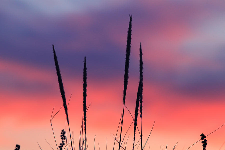 Sunset Photograph - Raspberry Cream by Pete Federico Sunset Photograph - Raspberry Cream by Pete Federico