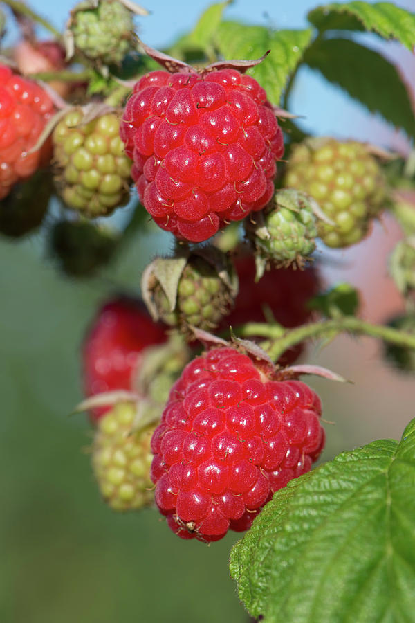 Raspberry Fruit Photograph by Nigel Cattlin