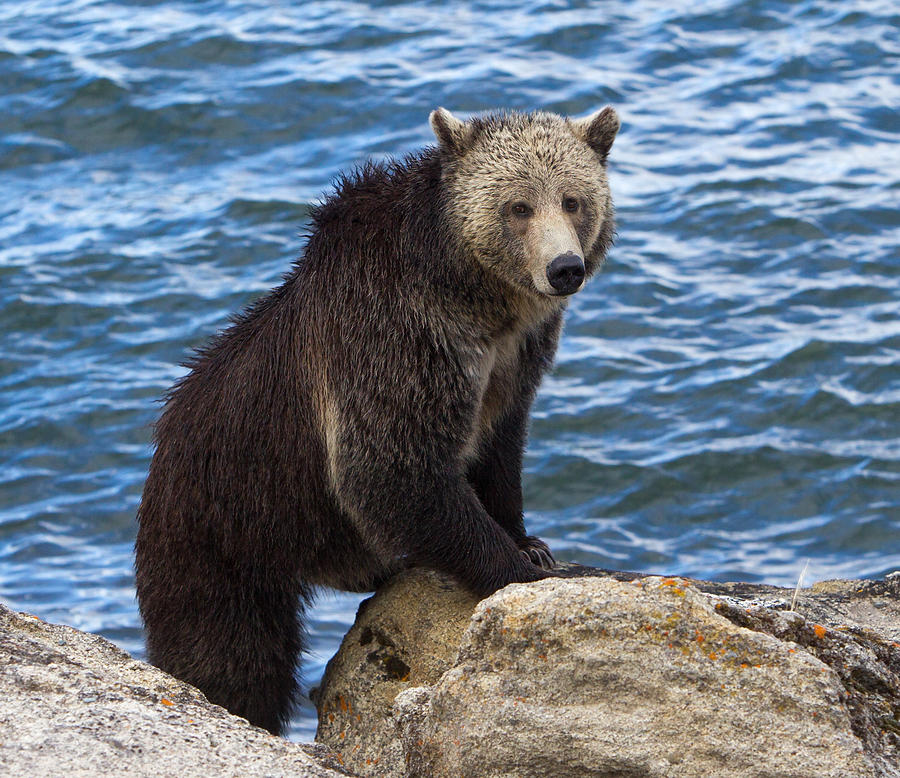 Raspberry Grizzly Bear Photograph by Max Waugh