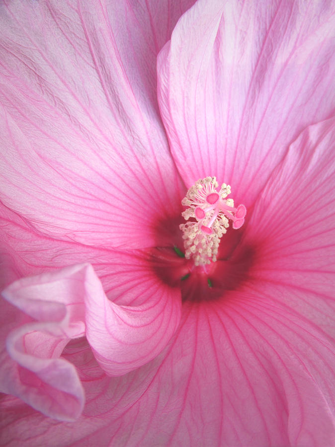 Raspberry Hibiscus Rose of Sharon Macro Fine Art Print by Penny Hunt Floral Pink Photograph by Penny Hunt