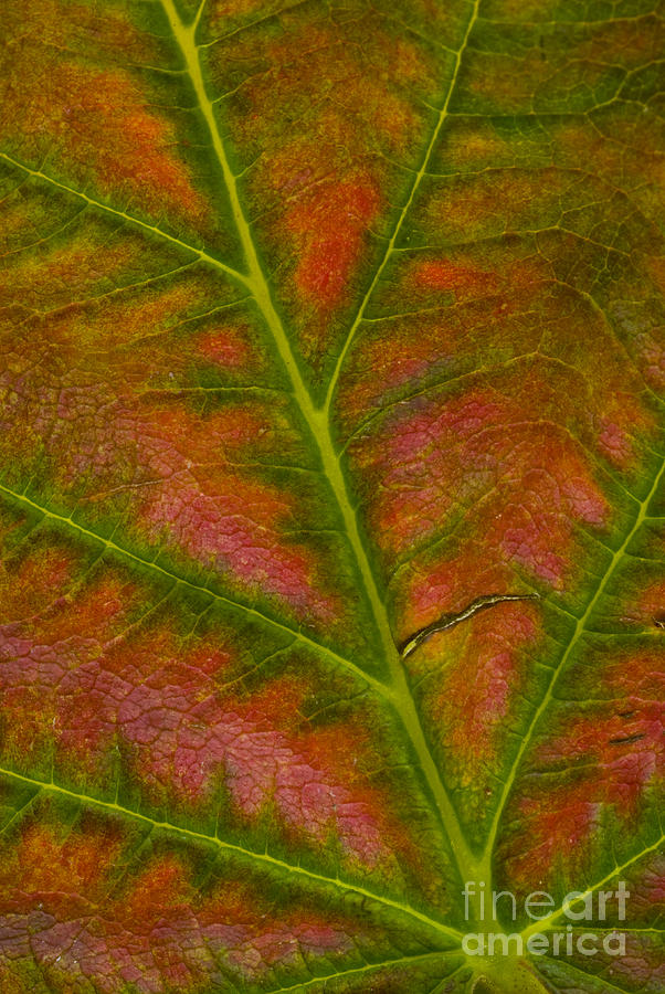 Raspberry Leaf In Autumn Photograph by William H. Mullins