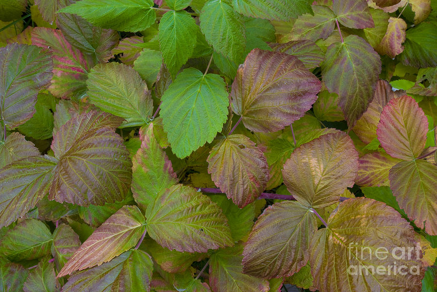 Raspberry Leaves In Autumn Photograph by William H. Mullins