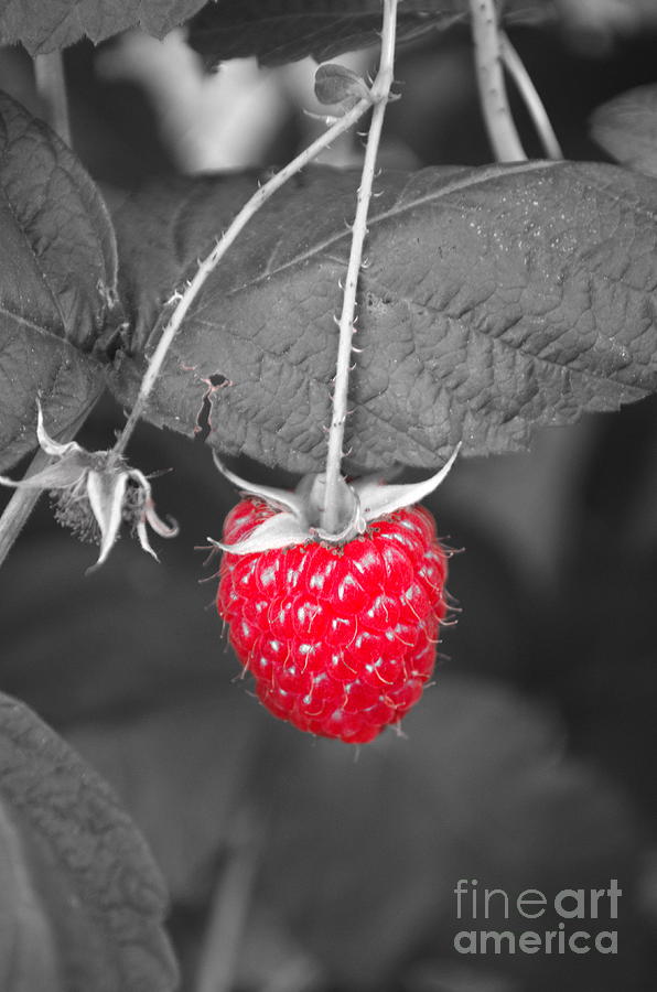 Summer Photograph - Raspberry by Michelle Meenawong