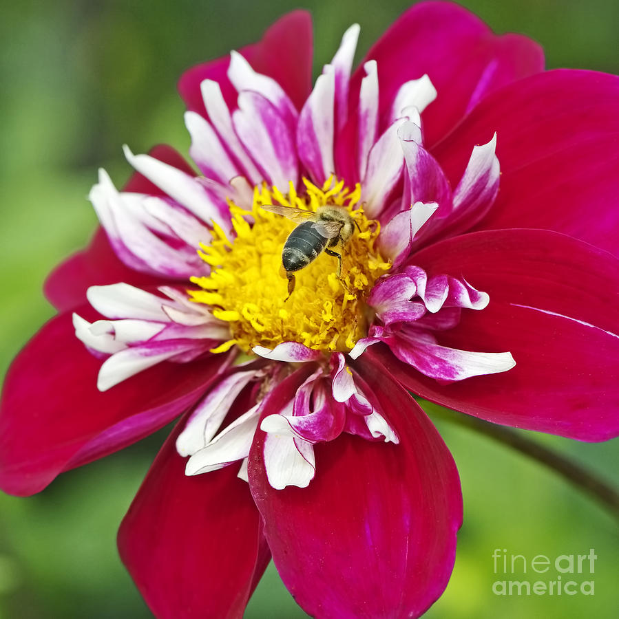 Raspberry Sky Dahlia with Honeybee Photograph by Sharon Talson