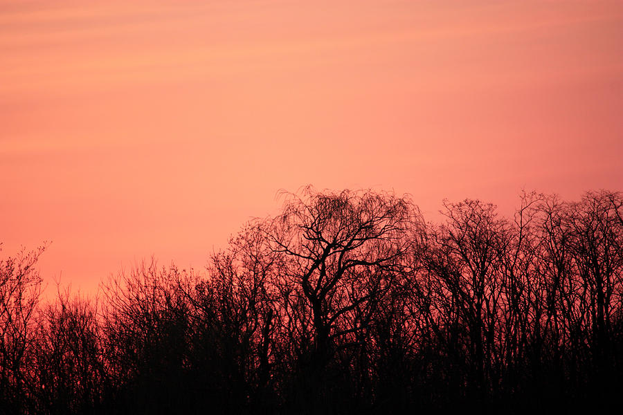 Raspberry Sky Photograph by Penny Hunt