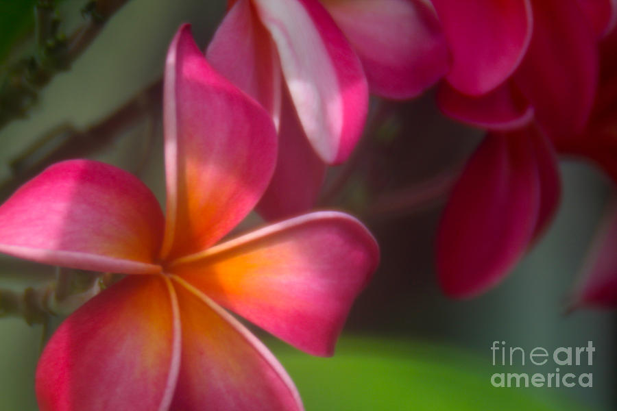 Raspberry Swirl Photograph by C Ray Roth - Fine Art America