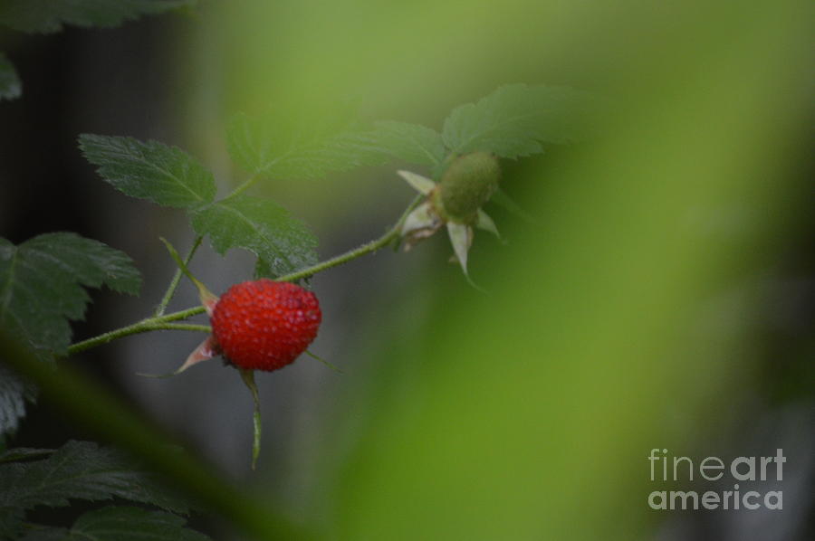 Raspberryt in the Jungle Photograph by Pamela Shearer