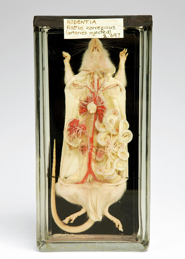 Still Life Photograph - Rat Dissection by Ucl, Grant Museum Of Zoology