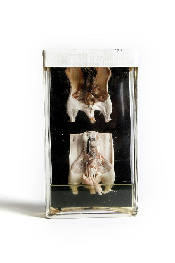 Formalin Photograph - Rat Dissections by Gregory Davies