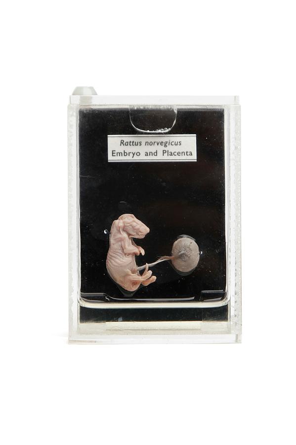 Formalin Photograph - Rat Foetus by Gregory Davies