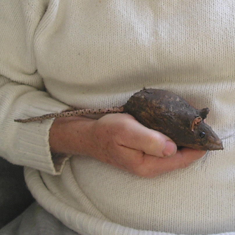 Rat in Hand Mixed Media by Roger Swezey Rat in Hand Mixed Media by Roger Swezey