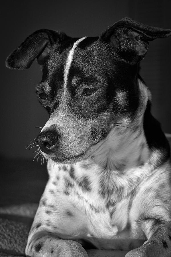Dog Photograph - Rat Terrier by Darrin Doss
