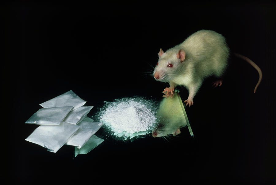 Cocaine Photograph - Rat With Some Cocaine by Pascal Goetgheluck/science Photo Library