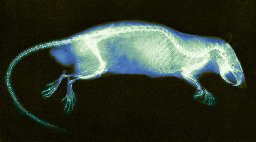 Rat X Ray 1896 Photograph By Science Source Fine Art America