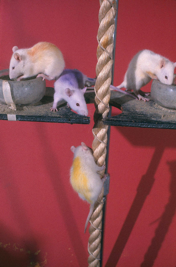 Rats Climbing Rope Photograph by Daniel Bernstein