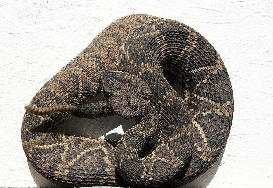 Snake Digital Art - Rattle Snake by Carol M Highsmith