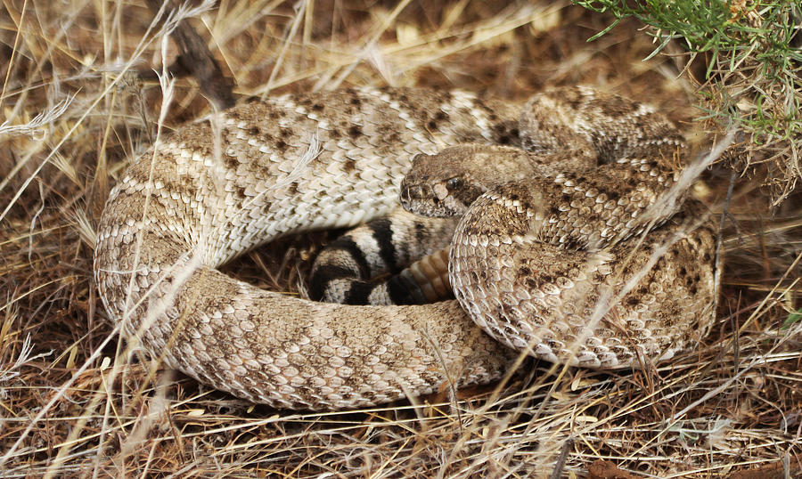 Rattle Snake Eat Rats And Mice Photograph by Tom Janca