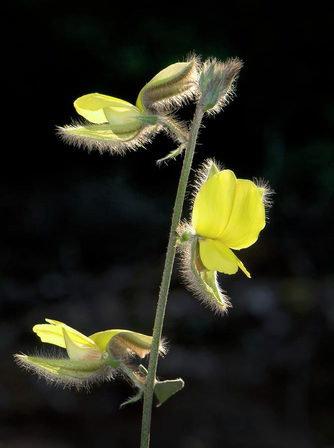 Flower Photograph - Rattlepod (crotalaria Calycina) by K Jayaram