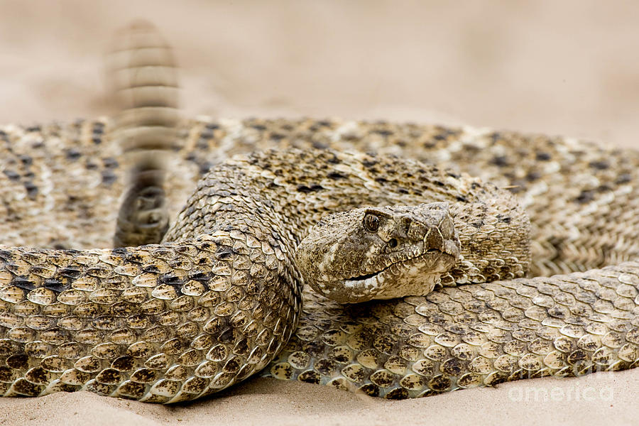 Diamondback Photograph - Rattlesnake 1 by Jerry Fornarotto