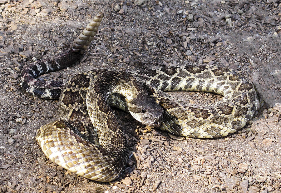 Rattlesnake Photograph by L J Oakes