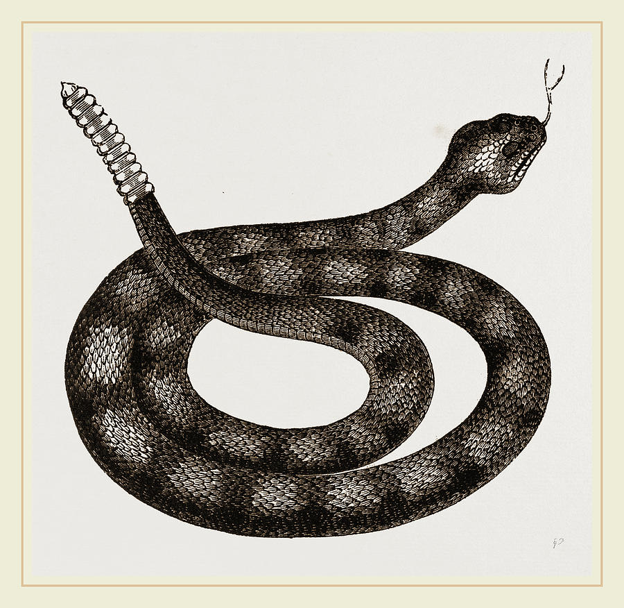  Rattlesnake  Drawing  by Litz Collection