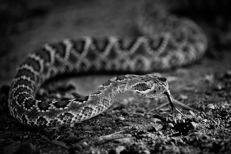 Snake Photograph - Rattlesnake by Swift Family