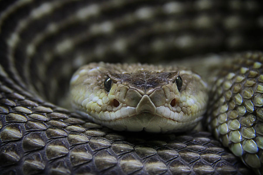 Rattlesnake Photograph by Tais Policanti