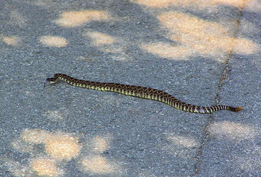 Rattlesnake Photograph by Viktor Savchenko