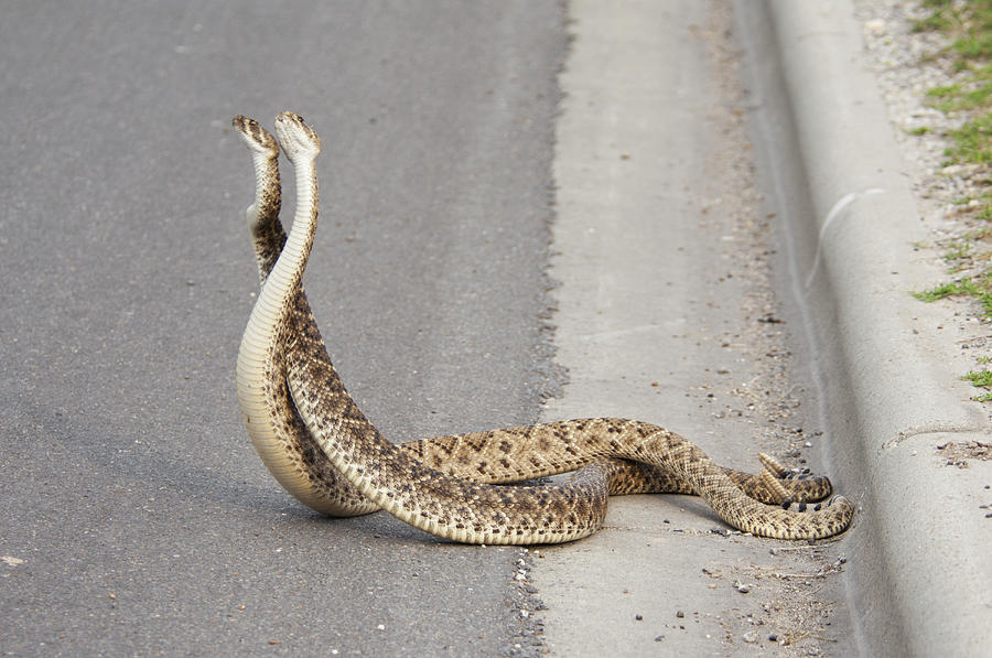 Rattlesnakes Fighting Photograph by Anthony Mercieca