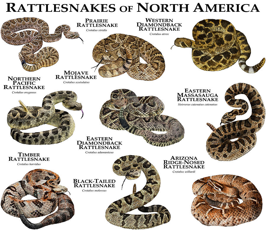 Rattlesnakes Of North America Photograph by Roger Hall