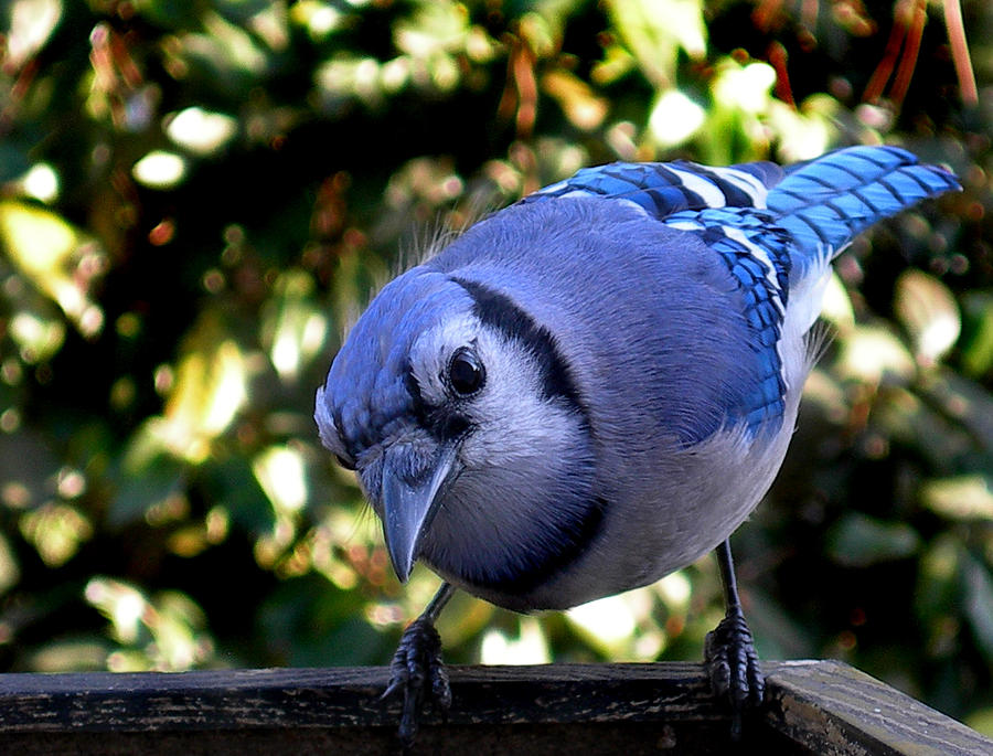 Blue Jay Photograph - Raucous by Skip Willits