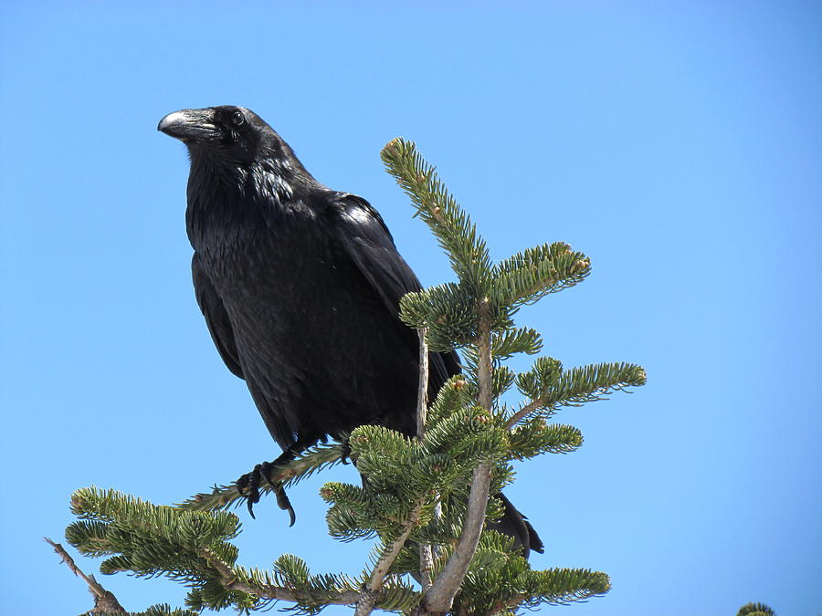 Raven Photograph - Raven - Mountaintop - Quote by Marie Jamieson