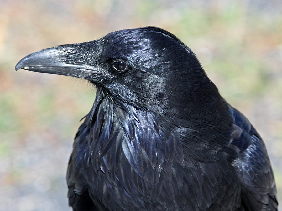 Raven 1 Photograph by David Burnham - Fine Art America