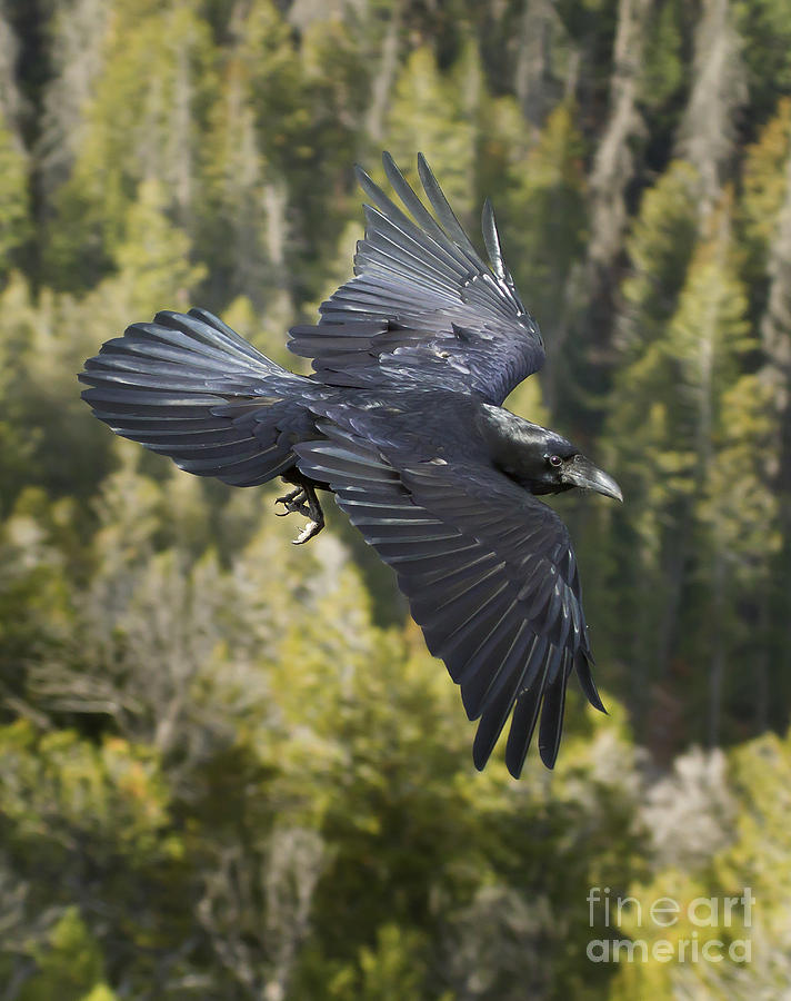 Raven  #8142 Photograph by J L Woody Wooden