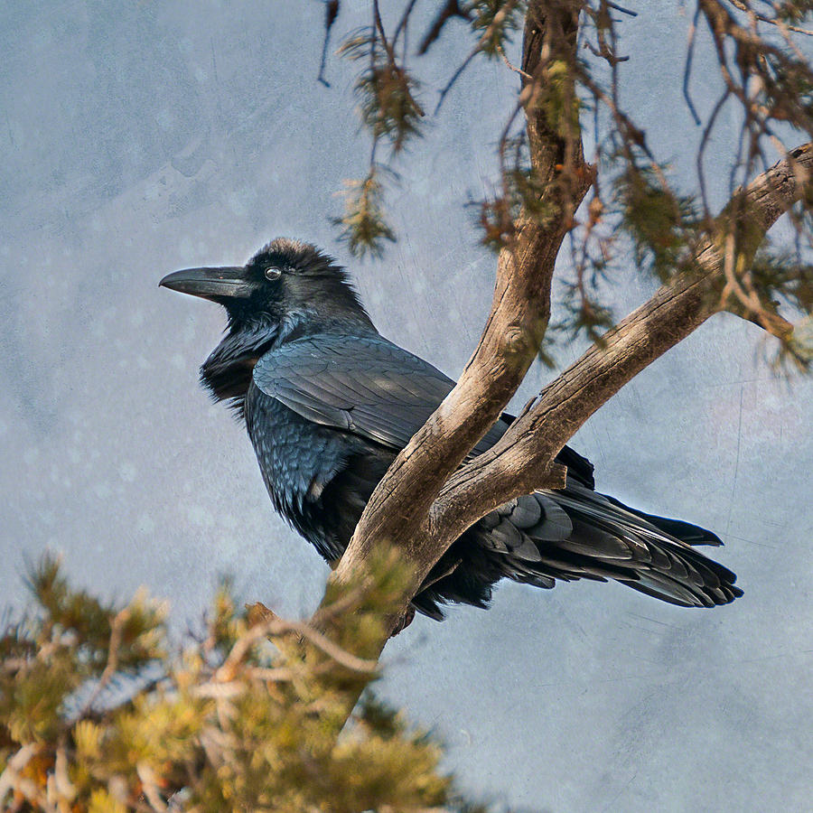 Raven Photograph by Alan Toepfer
