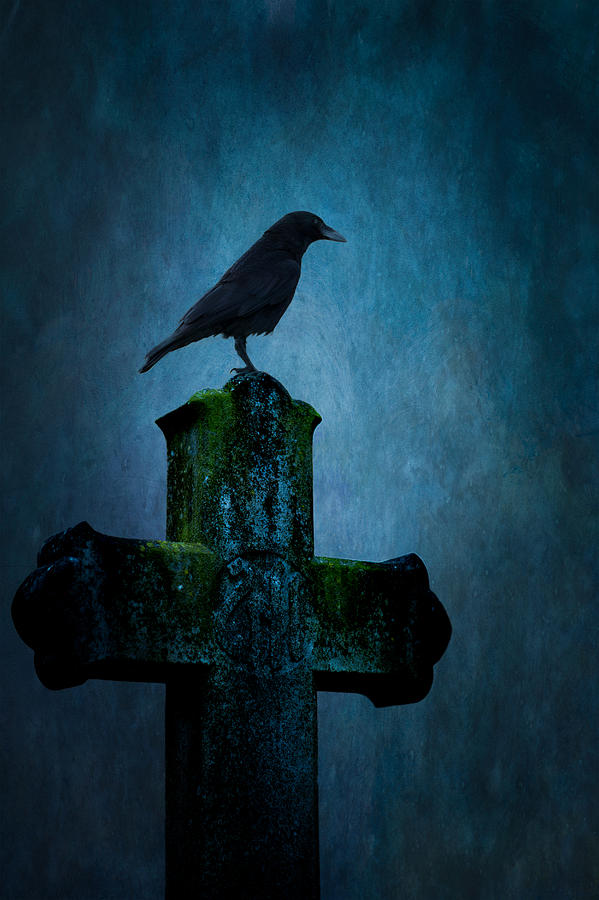 Raven Photograph - Raven and gravestone by Peter Chadwick